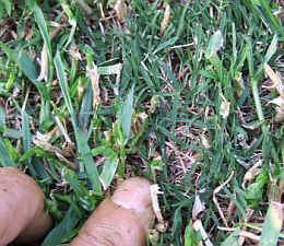 p-sh1325.jpg (34524 oCg)