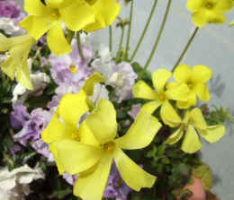 p-sh3002.jpg (62738 oCg)