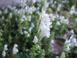 p-sh3016.jpg (52870 oCg)