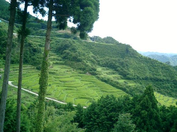 色川の棚田