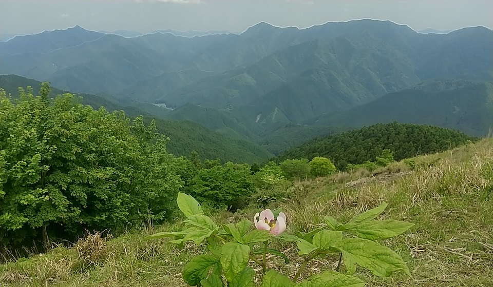 芍薬と局ヶ岳・栗の木岳山方面