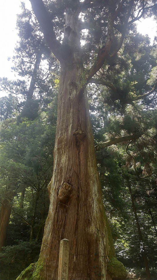 矢頭の大杉