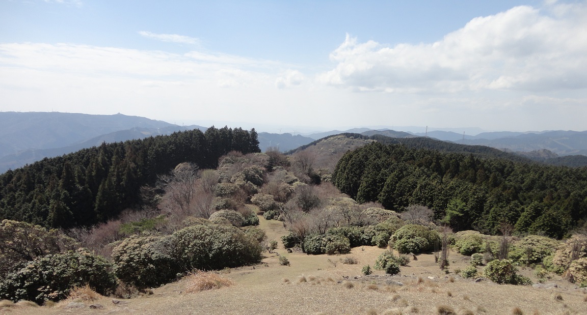 経ヶ峰から西の馬酔木群